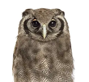 Close-up of a Verreaux's eagle-owl - Bubo lacteus (3 years old)