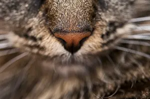 Close-up view of a cat's nose and whiskers highlighting the texture