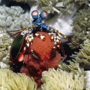 Close-up view of clown mantis shrimp (Odontodactylus scyllarus)