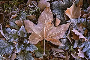 A close-up view of frost-covered autumn leaves