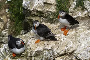A close-up view of North Atlantic Puffins in their nesting grounds at Bemtpon Cliffs Nature Reserve in Yorkshire