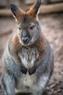 Close-up of a wallaby (Macropodidae) with detailed fur in a natural environment