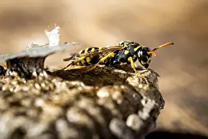 A close-up of a wasp on a nest