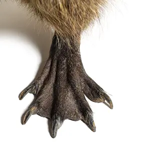 Close-up of the webbed feet of a Nutria or Coypu