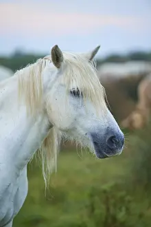 Close-up of a white Camargue horse with flowing mane in green surroundings