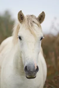 Close-up of a white Camargue horse with light-coloured mane and gentle expression