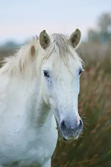Close-up of a white Camargue horse with a long mane on a green meadow in a quiet atmosphere