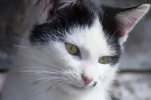 Close-up of a white cat with black spots