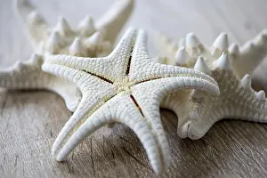 Close-up of a white starfish on a wooden table
