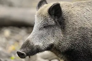 Close-up of a wild boar showing its distinctive facial features