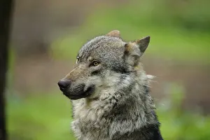 Close-up of a wolf with a concentrated