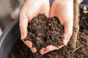 Close-up woman holding natural bio plant soil in her two hands