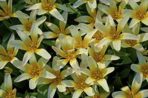 Close-up of yellow blooming tulips with delicate colour gradients