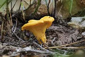 Close-up of a yellow chanterelle mushroom between pine needles on the forest floor
