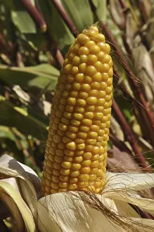 Close-up of a yellow corn cob in a farm setting with green leaves