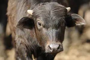 Close-up of a young, black buffalo calf outdoors