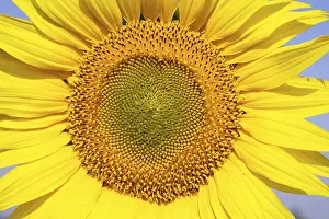 Close ups of Sunflower growing in field