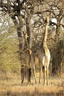 Close up view of African Giraffe browsing on a tree in a South African wildlife reserve