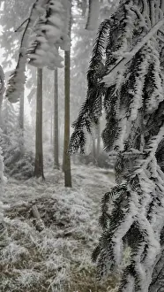 Close view of the icy branches in a quiet