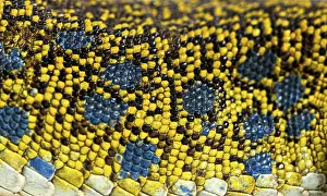 Close up view of an ocellated lizard skin showing the arrangement of its scales