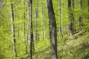 Close view of trees in forest with fresh green leaves in sunlight
