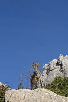 Close up view of a young Iberian wild mountain goat perched on a high rocky promontory under a clear blue sky