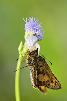 Close up white Crab Spider with captured butterfly on flower of the grass