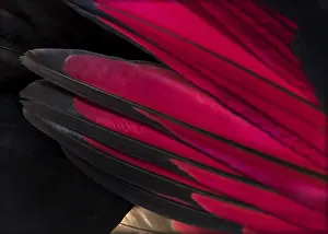 Close up of White-crested turacos