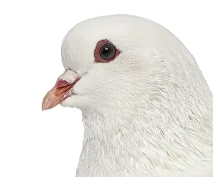 Close up of a White King pigeon isolated on white