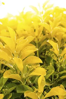 Close up of yellow garden leaves
