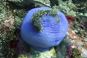 Almost closed magnificent anemone Heteractis magnifica