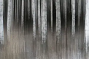Closely standing, white-black logs