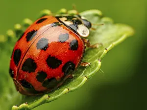 Closeup of Asian ladybird on green leaf