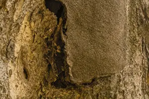 Closeup of the bark of a large old tree where tar that was used to repair tree has separated from tree in South Korea