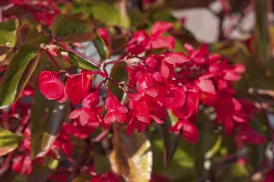 Closeup of begonia semperflorens
