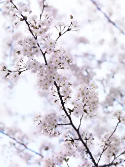 Closeup of cherry blossoms, blooming Japanese cherry tree flowers artistic background