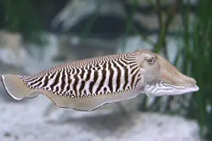 Closeup of a common cuttlefish Sepia officinalis