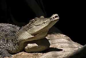 Closeup of a crocodile which head lies on a stone