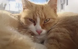 Closeup cute and sleepy orange kitten laying and resting outside in the warm sun