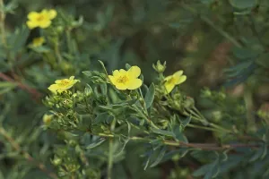 Closeup of dasiphora fruticosa manelys is a species of hardy deciduous flowering shrub<br> Closeup of