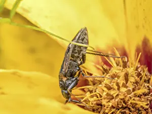 Closeup of False blister beetle poking around in yellow flower