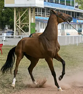 Closeup of horse refusing to go start