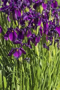Closeup of iris ensata also known as Japanese iris are among the most elegant and breathtaking irises