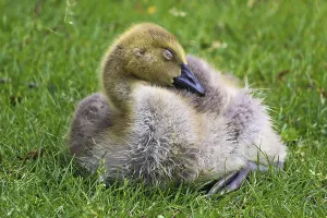 Closeup of a juvenile Canada Goose sleeping