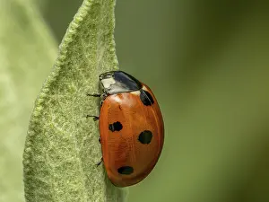 Closeup of Ladybird climbing green leaf