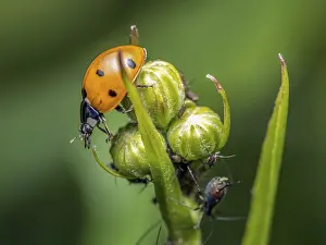 Closeup of Ladybird on garden green plant chasing aphids