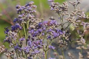 Closeup of limonium gmelinii, the Siberian statice