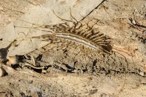 Closeup of the nature of Israel - Scutigera on the bark