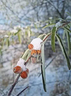 Closeup oleaster tree branch with a bunch of wild berries covered with snow