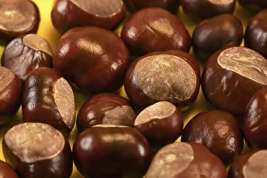 Closeup on pile of horse chestnuts